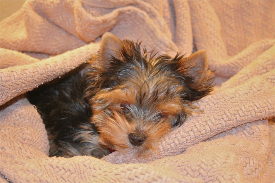 Скелет йоркширского терьера