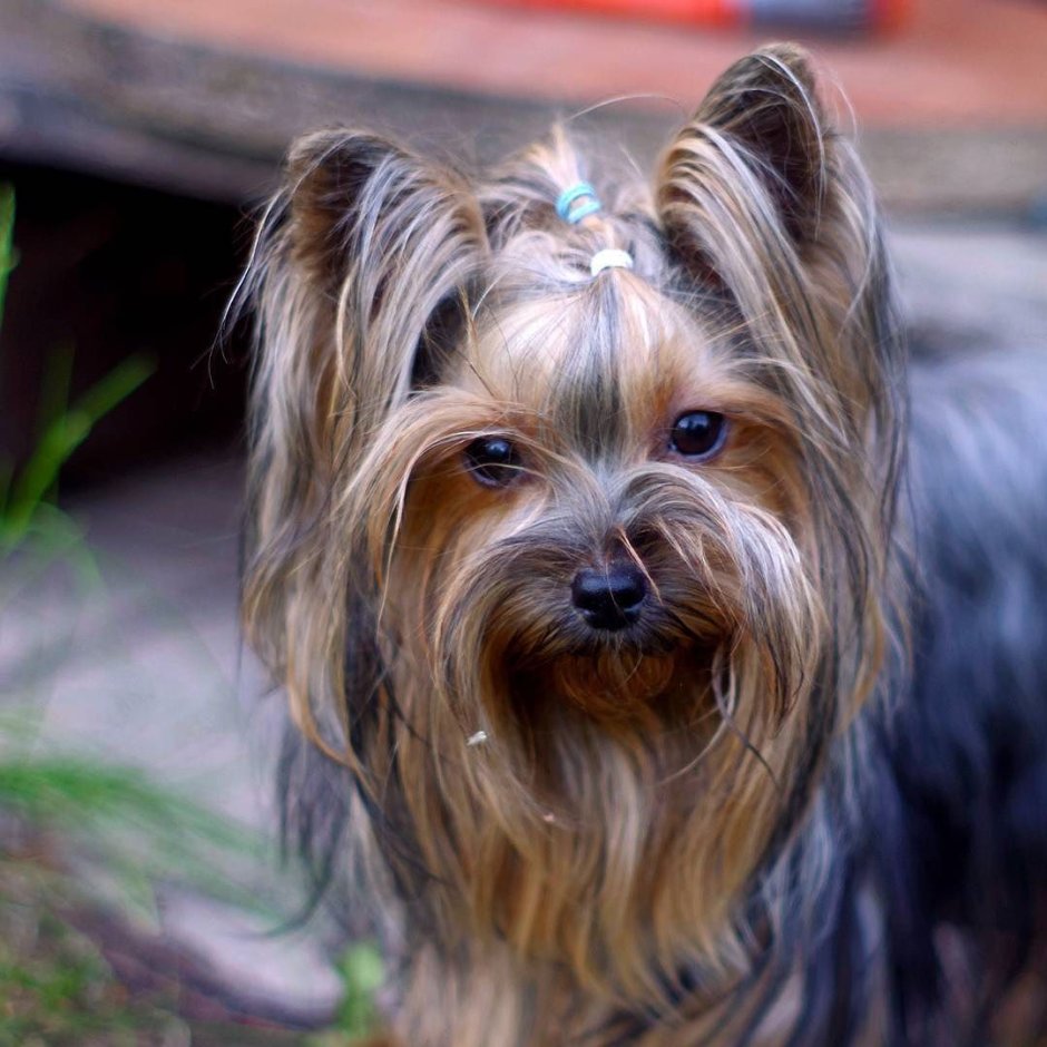 Любимые йорки