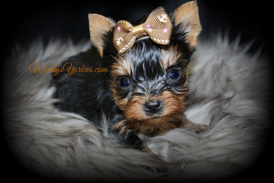 Йоркширский терьер