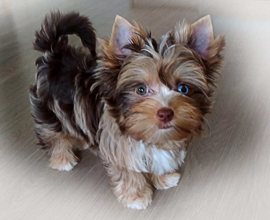 Йоркширский терьер рыжий