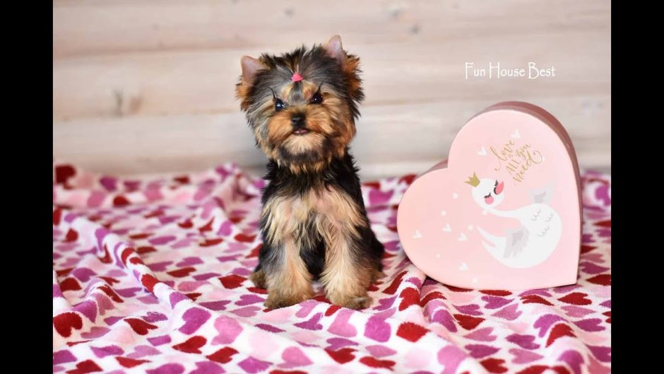 Красный Йорк