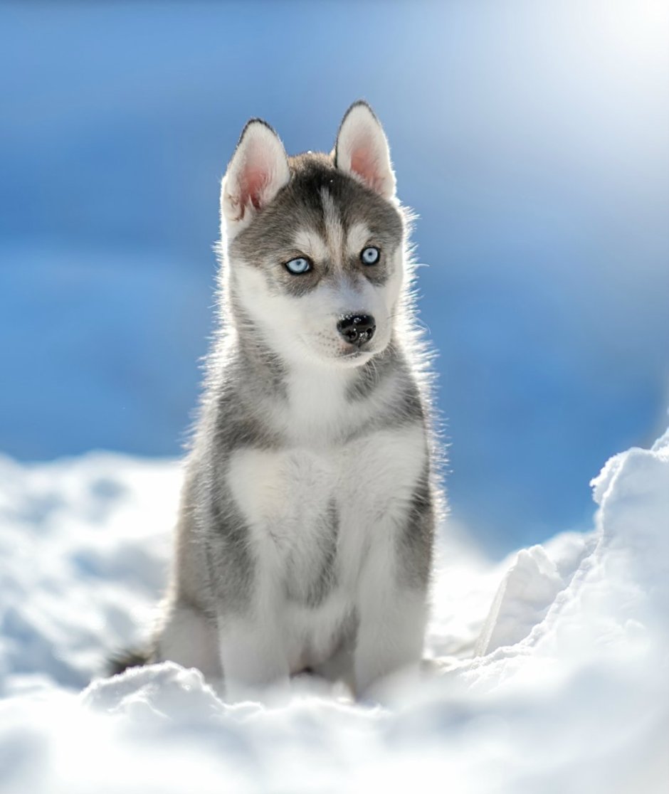 Siberian Husky Puppy