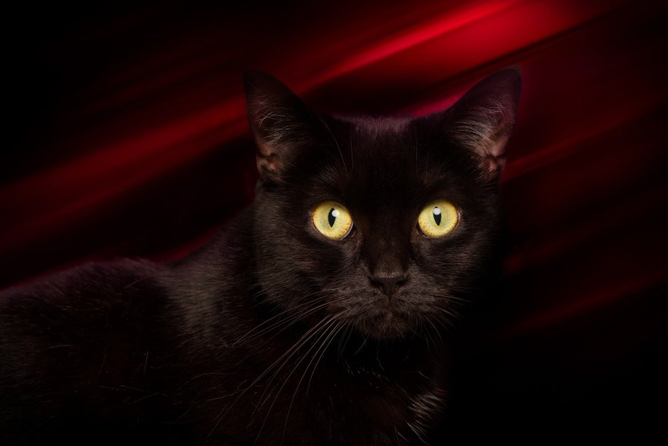 Чёрный кот