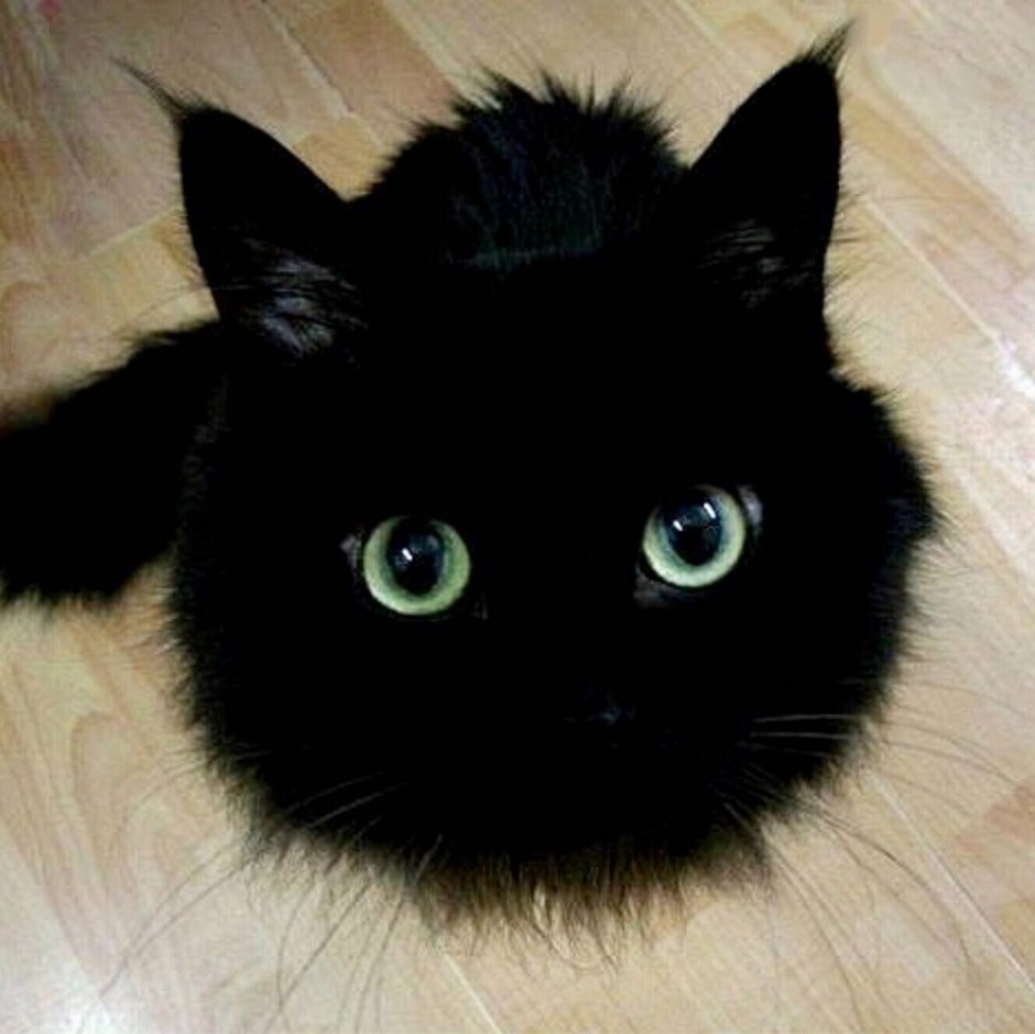 Злой черный котенок