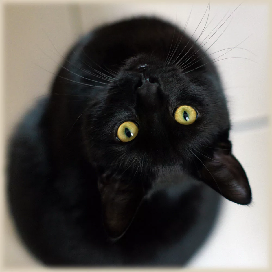 Чёрные коты с жёлтыми глазами