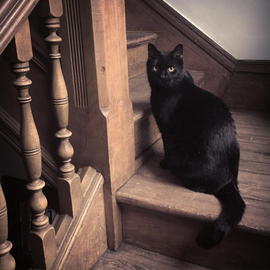 Чёрные коты Эстетика
