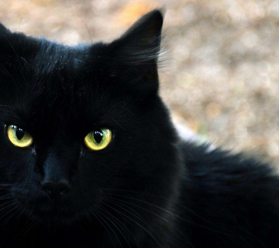 Чёрные коты с зелёными глазами