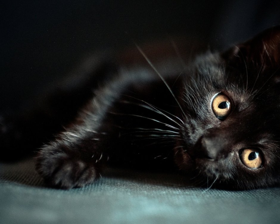 Черная кошка