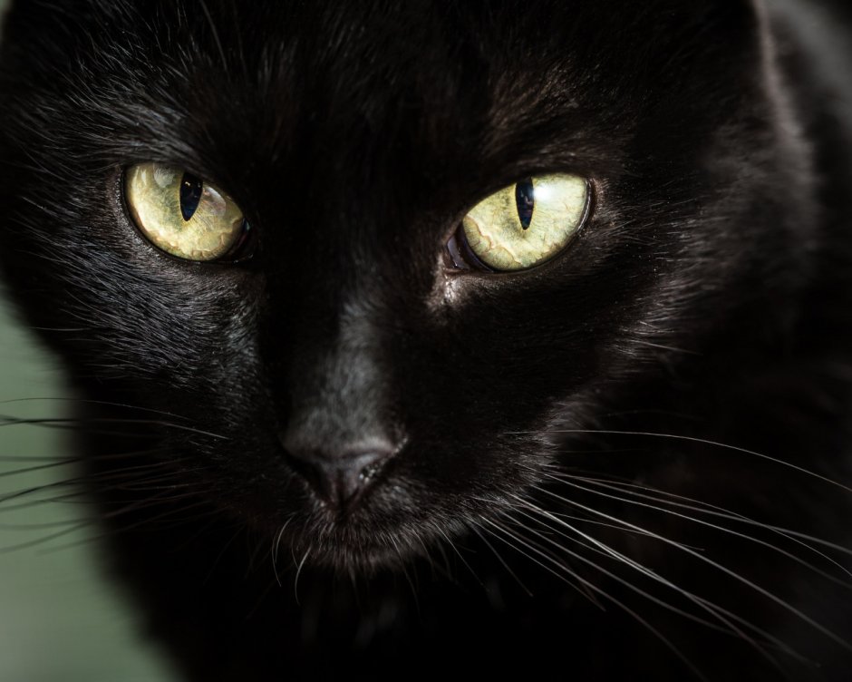 Черная кошка