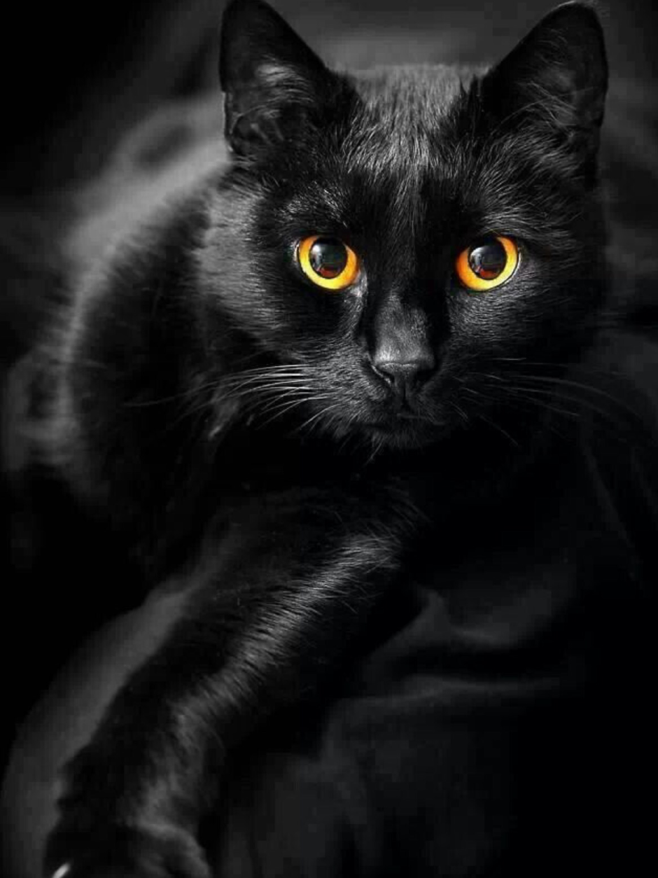 Красивая черная кошка