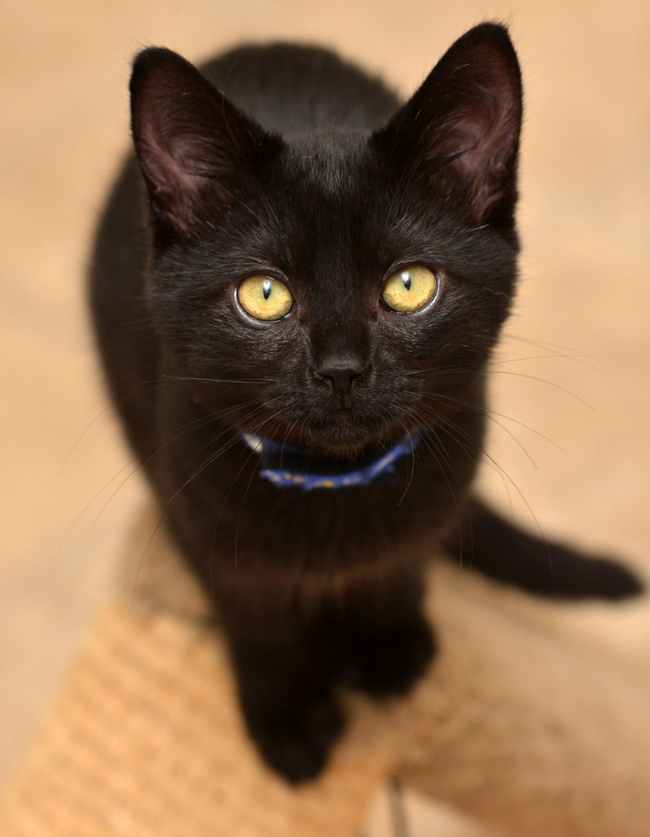 Черная кошка