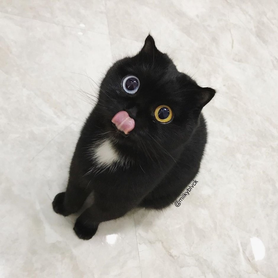 Черный котенок с разными глазами