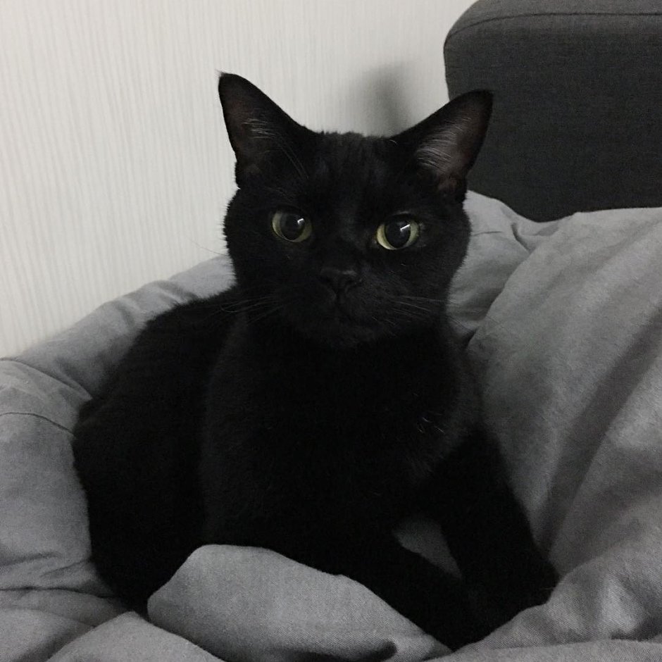 Cute Black Cats Esthetic