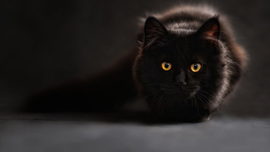 Черный кот Эстетика
