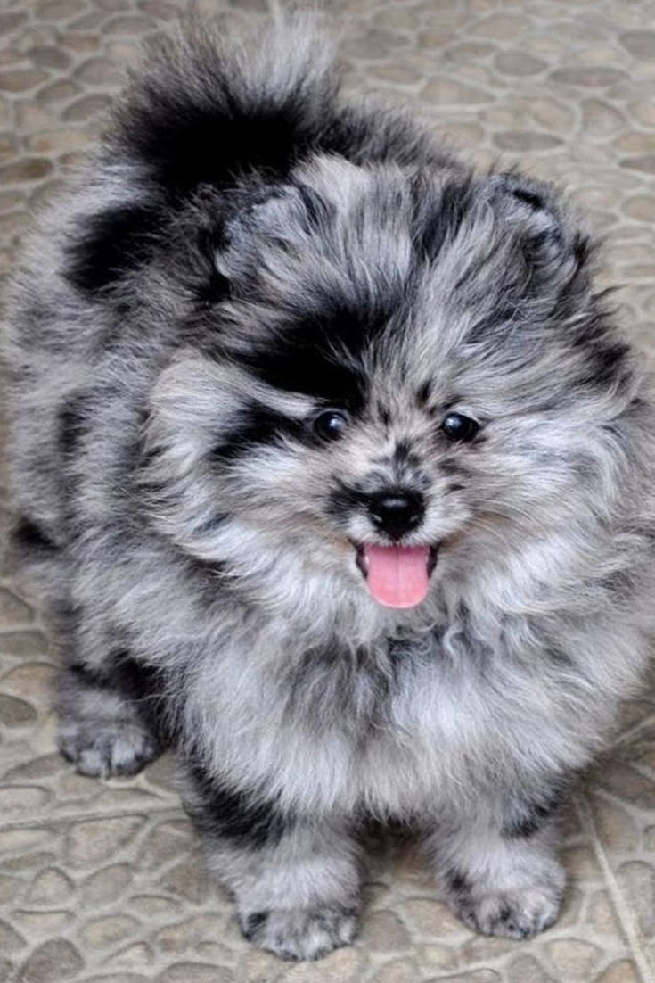 Померанский шпиц Блю Мерль