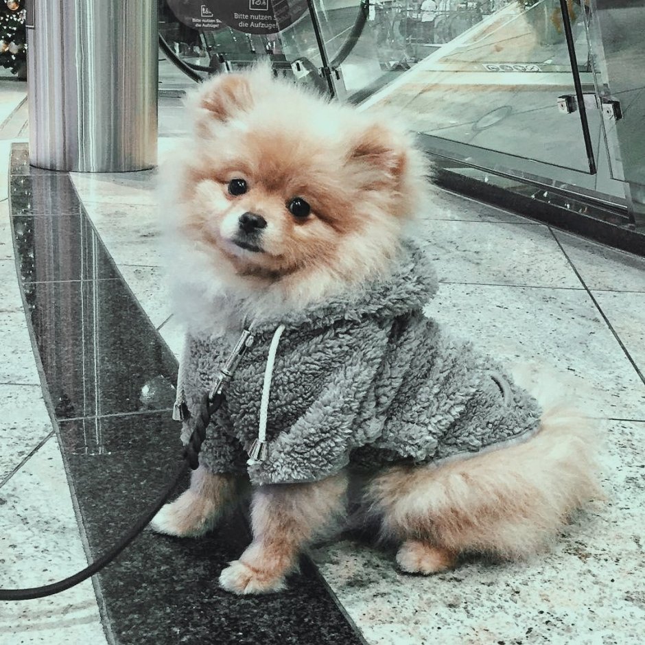 Померанский шпиц стрижка