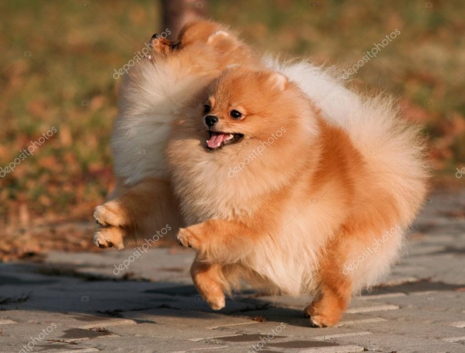 Сведения о породе шпиц