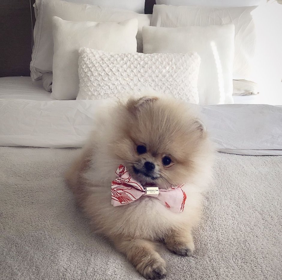 Шпиц cute Pomeranian