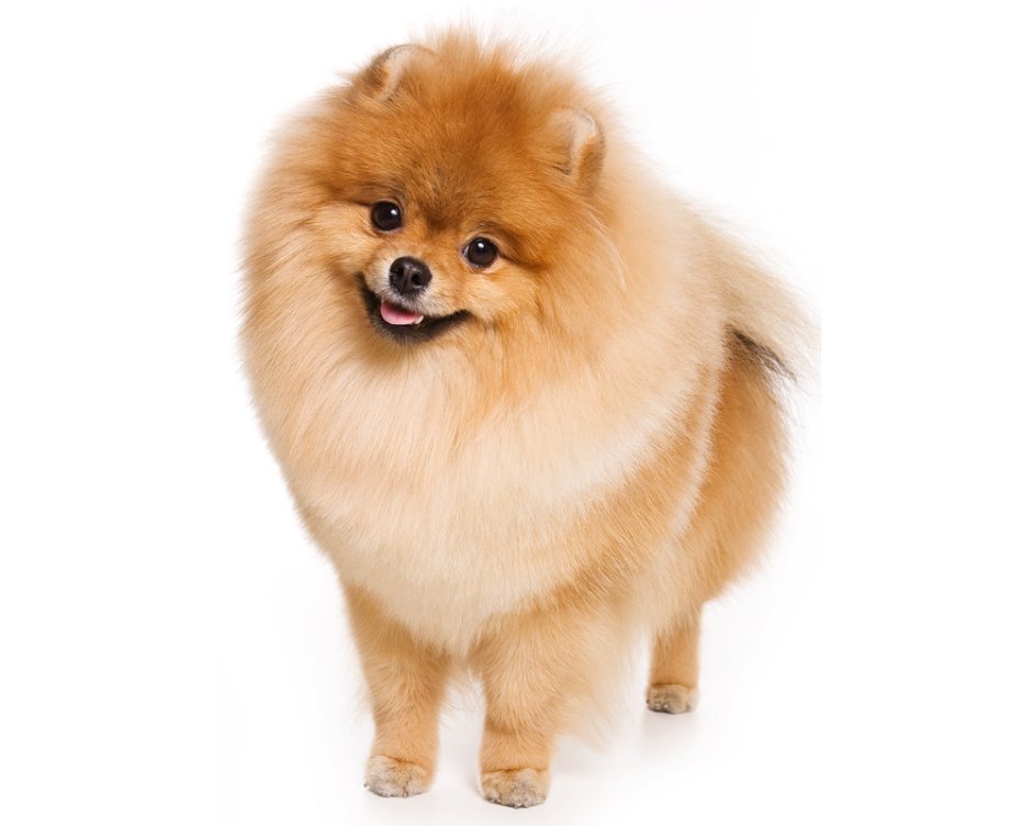 Померанский шпиц на белом фоне