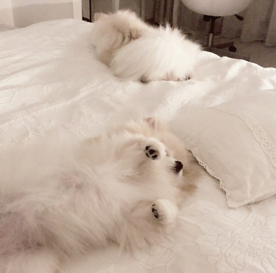 Померанский шпиц Эстетика