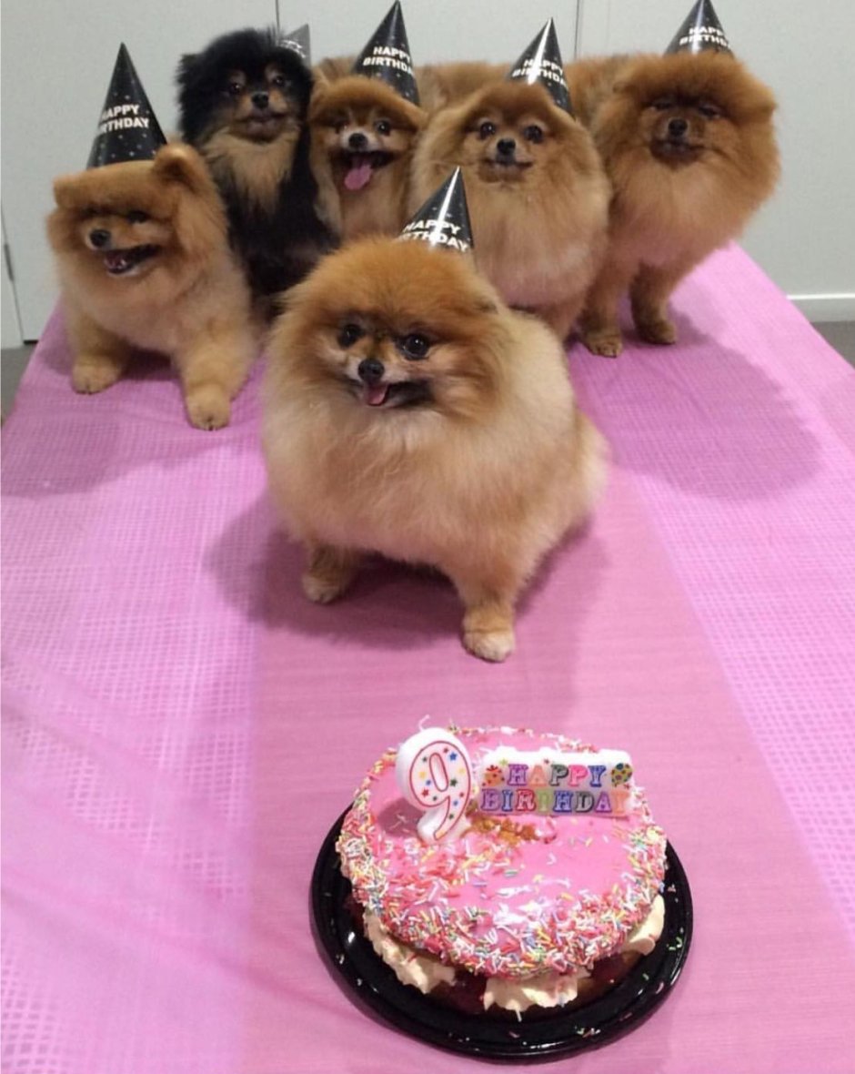 Мопс и померанский шпиц