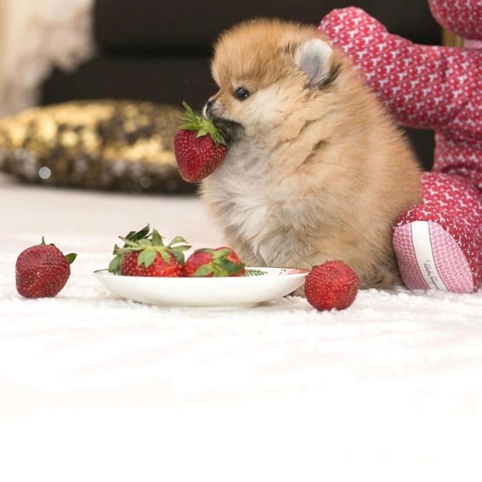 Шпиц с клубникой