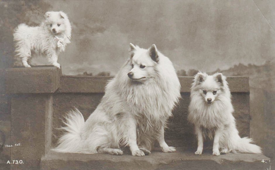 Шпиц эскимосский старые