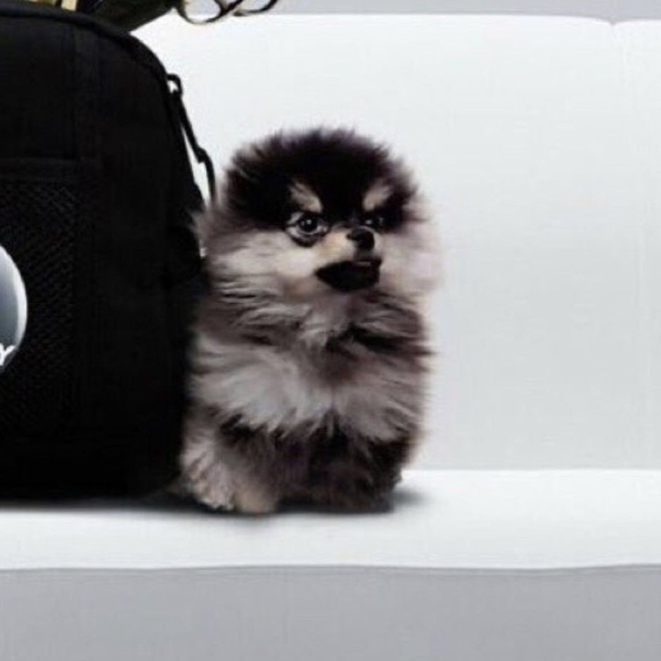 Шпиц Ентан БТС