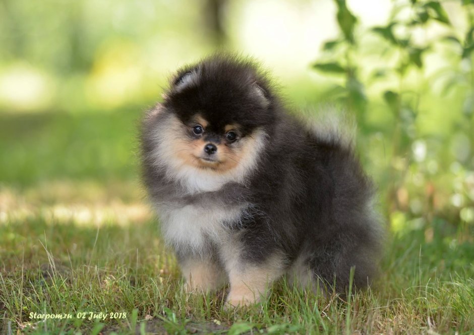 Померанский шпиц