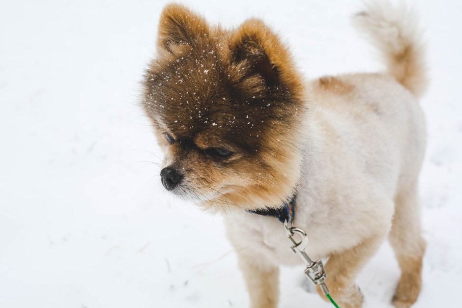 Шпиц померанский медвежьего