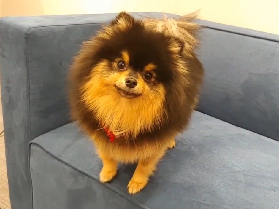 Шпиц собака Ентан