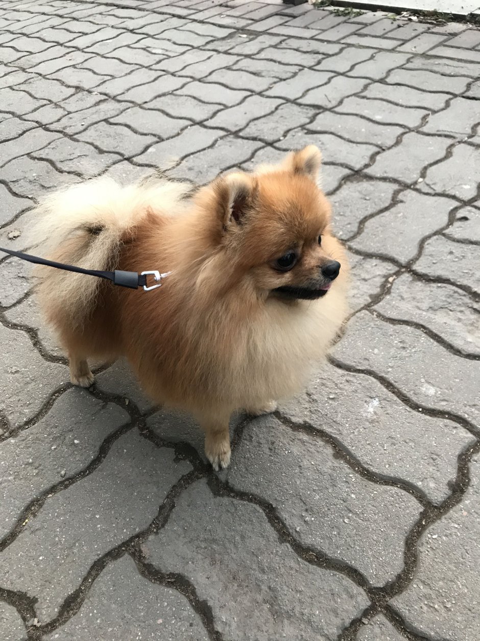 Смесь таксы и шпица