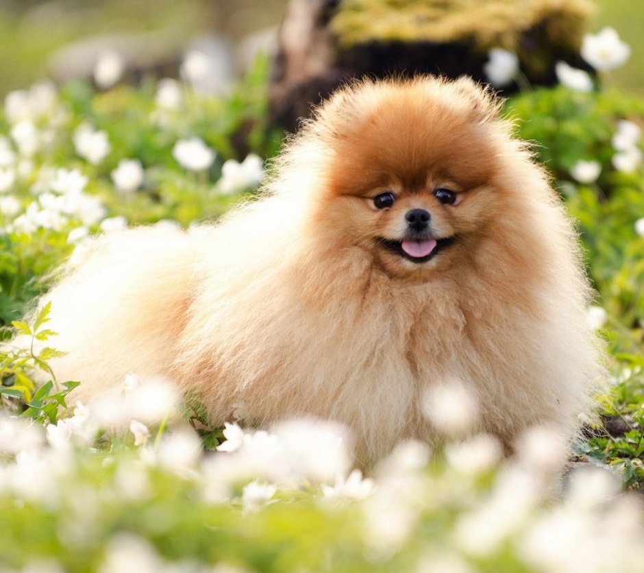 Померанский шпиц чепрачный