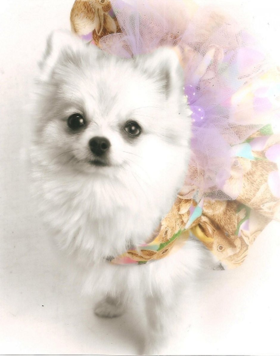 Померанский шпиц в одежде