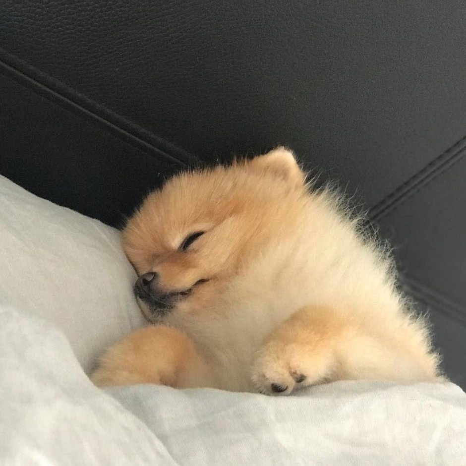 Померанский шпиц спит