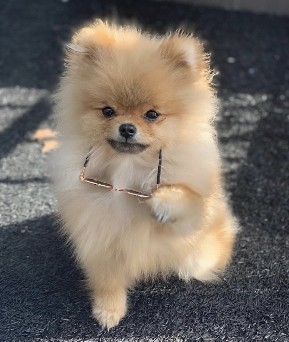 Померанский шпиц