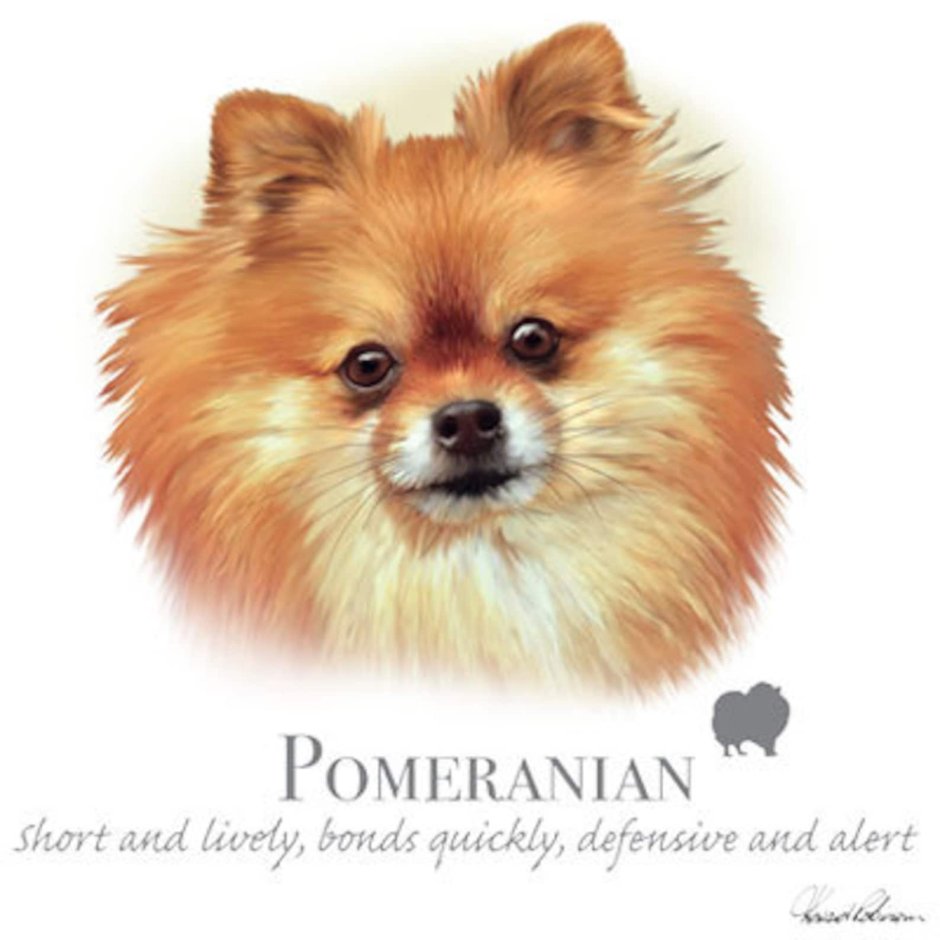 Померанский шпиц акварелью