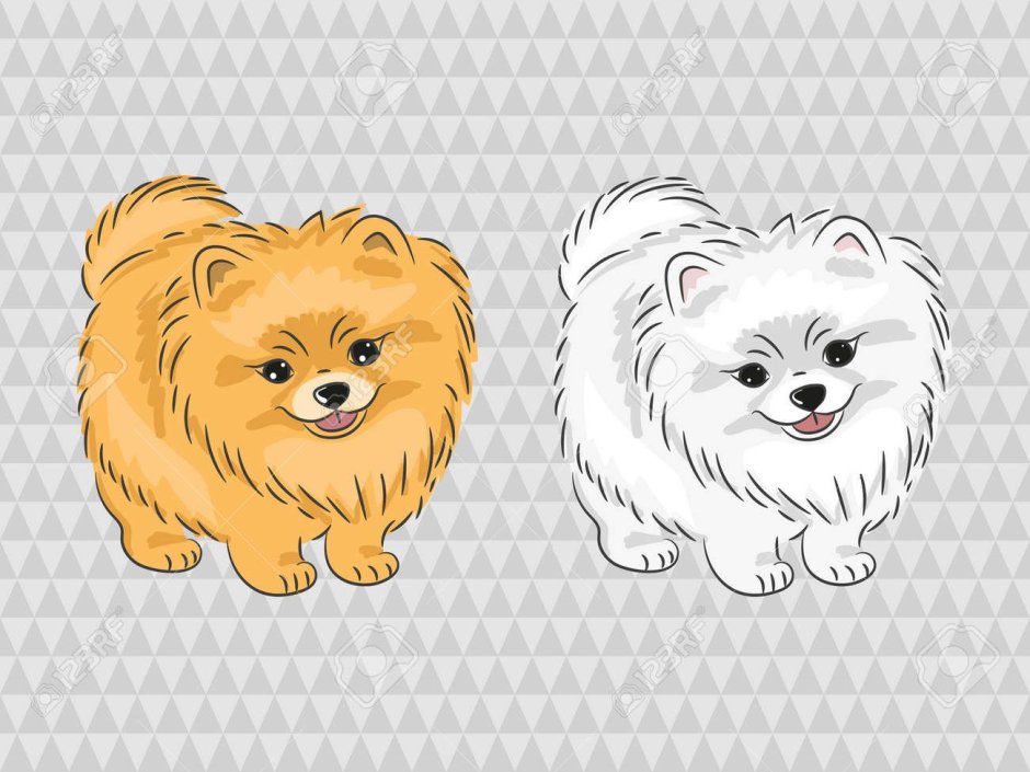 Померанский шпиц вектор