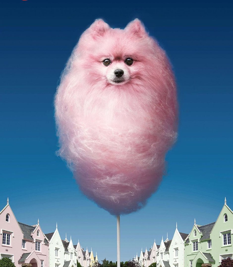 Померанский шпиц вата