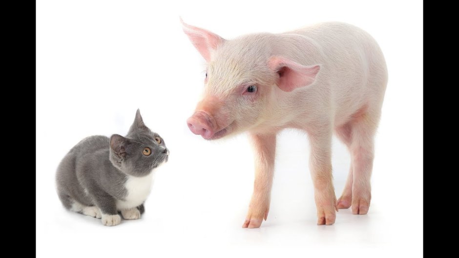 Cat Pig