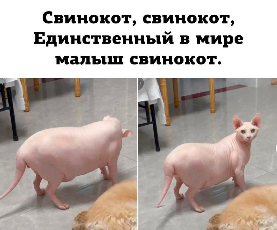 Смешные породы кошек