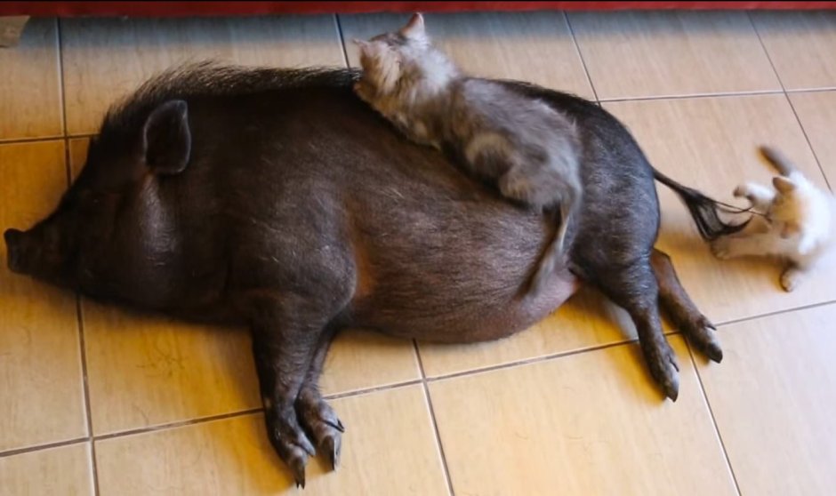 Минипиги с кошками
