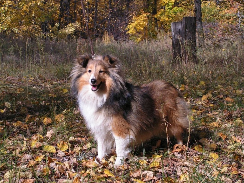 Колли Блю Мерль