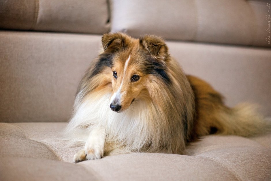 Королевский колли