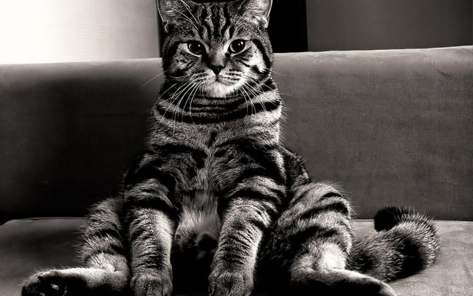 Кот сидит