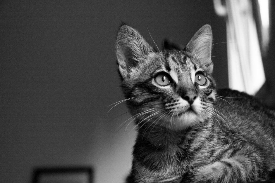 CNCHD кошка