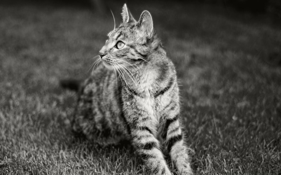 Черная полосатая кошка