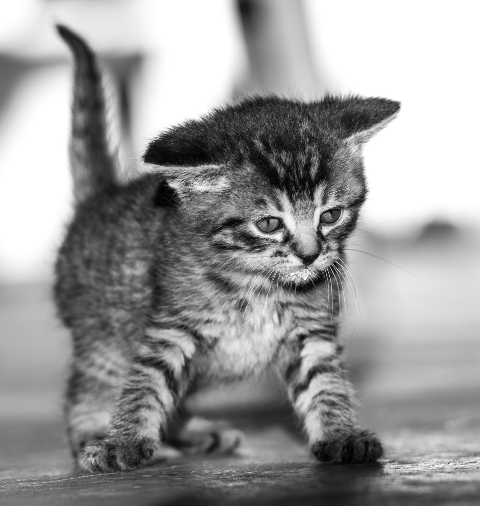 Кот полосатый дворняжка