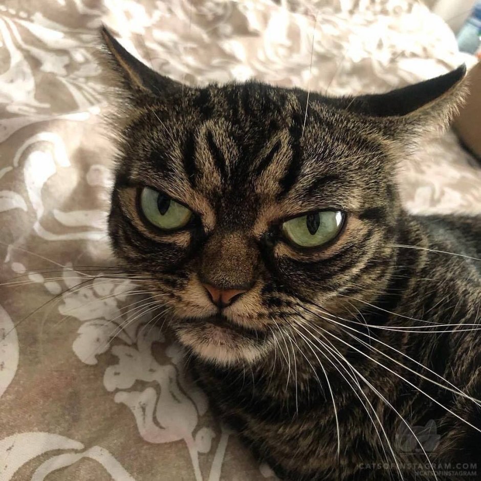 Котята чёрно белые
