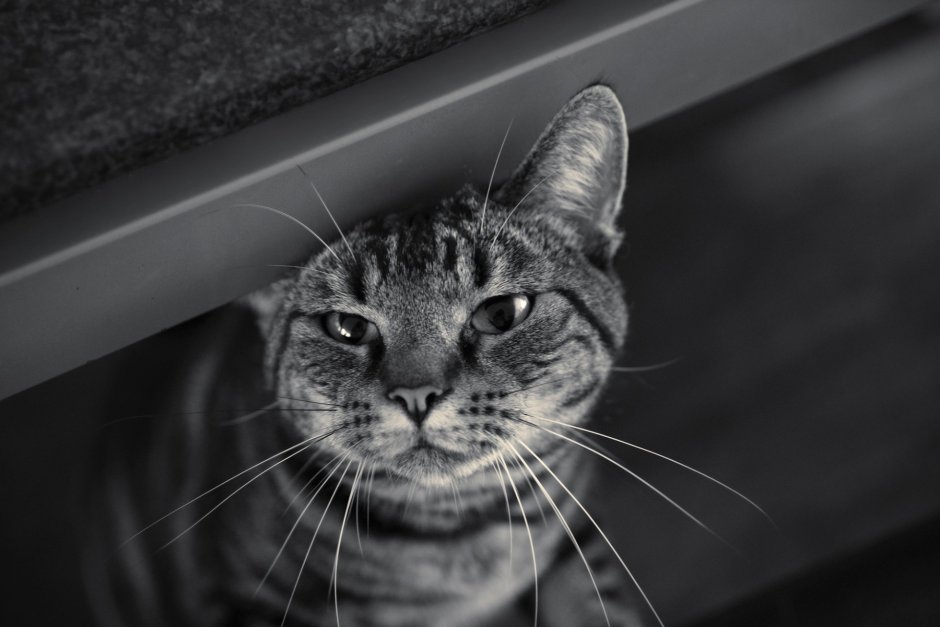 Кот и бабочка